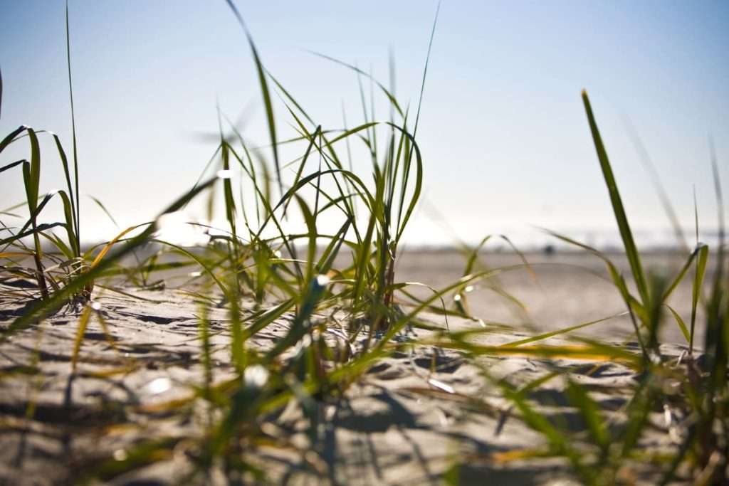 sandstrand - strandskydd