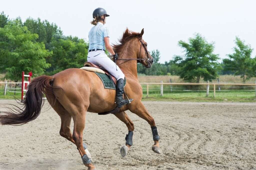 Rider - betesavtal