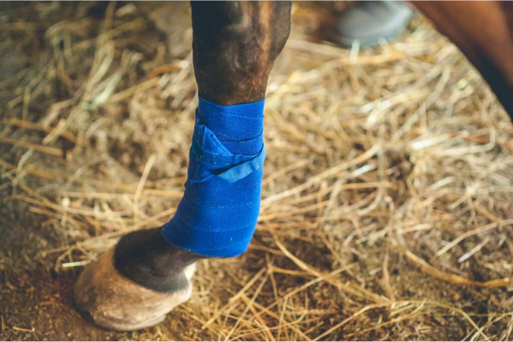 Häst med bandage - medryttaravtal