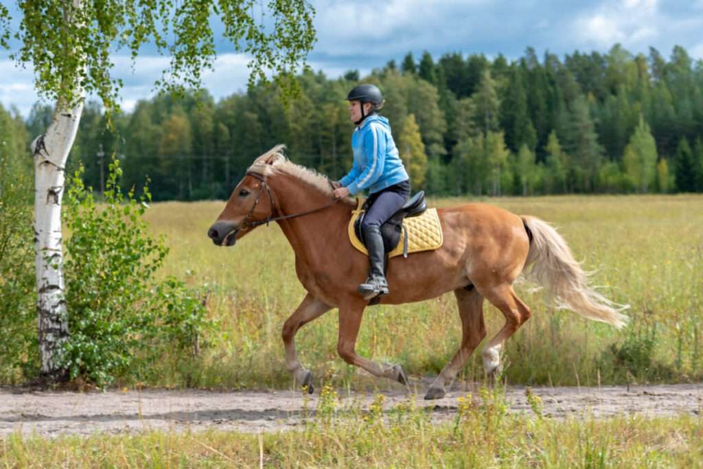 Galopperande häst