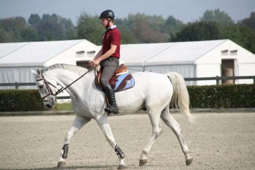 Hästköp - rider på volt