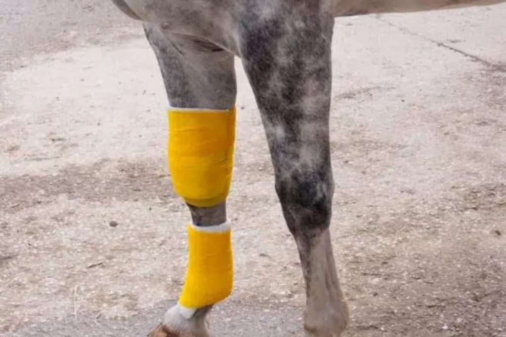 Häst med bandage - hästköp