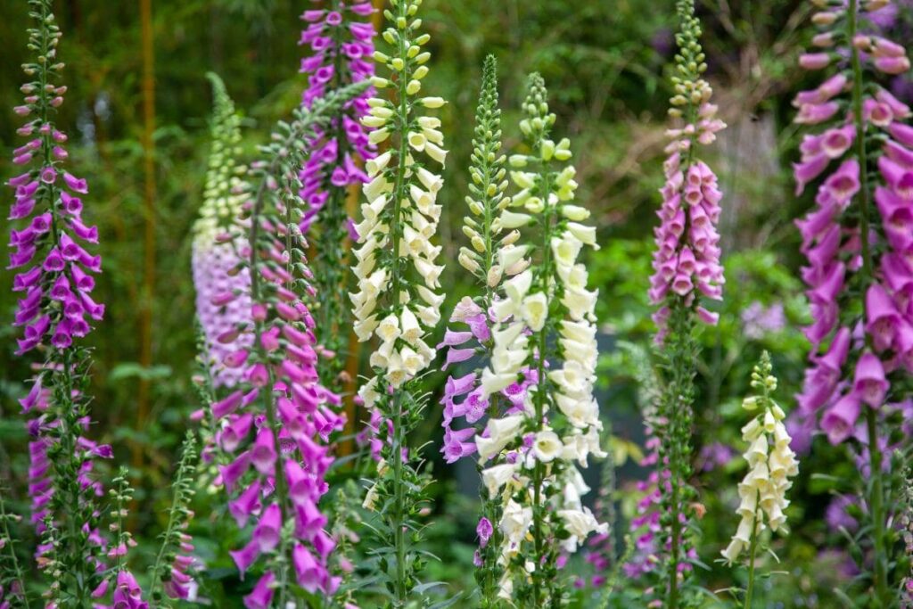 Vita och lila fingerborgsblommor.
