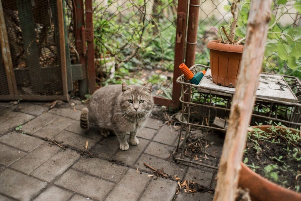 Katt på uteplats